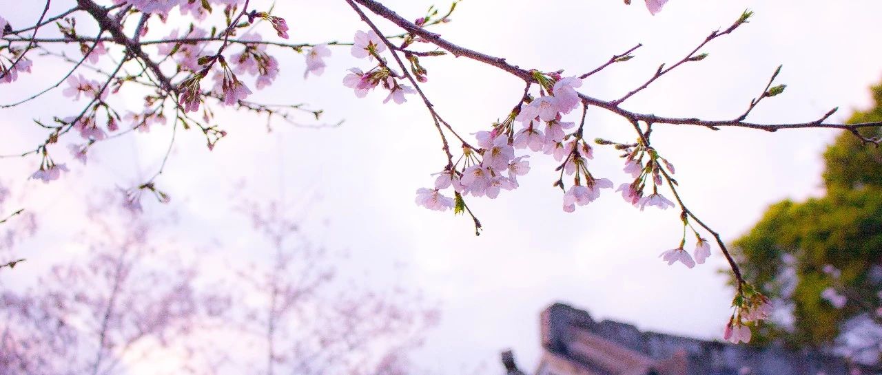 &ldquo;櫻花&rdquo;綻放，美景相隨！